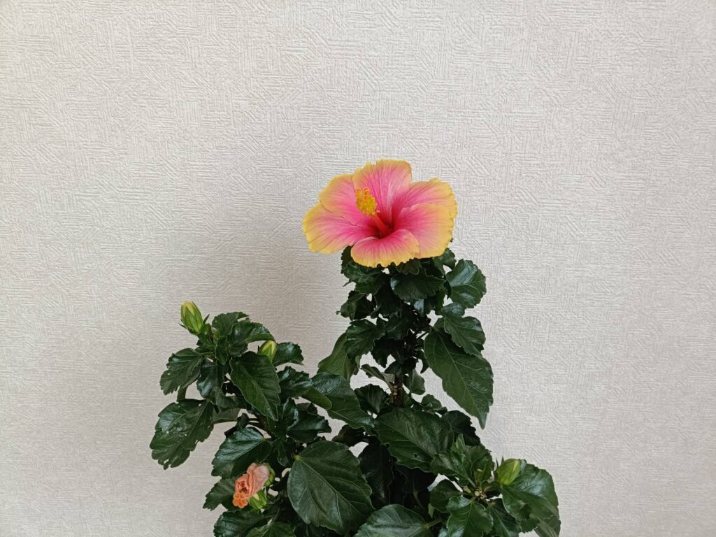 今月の彩り